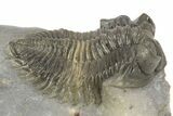 Multi-Toned Coltraneia Trilobite Fossil - Top Quality Specimen #254767-2